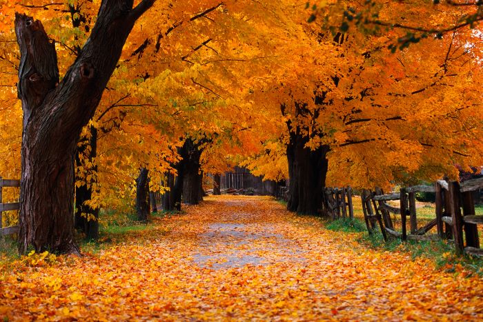 Windows XP Autumn wallpaper showing a tree lined dirt road with orange leaves