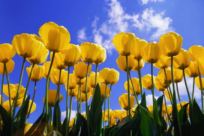 Windows XP Tulips wallpaper showing yellow flowers under a blue sky
